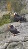 PICTURES/Oregon Coast Aquarium - Newport/t_Puffin6.jpg